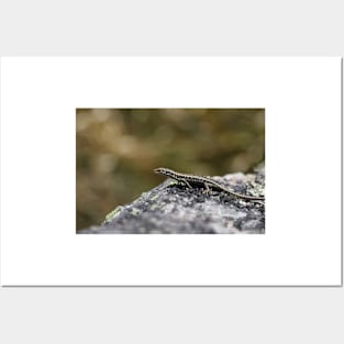 Baby Grand Skink Posters and Art